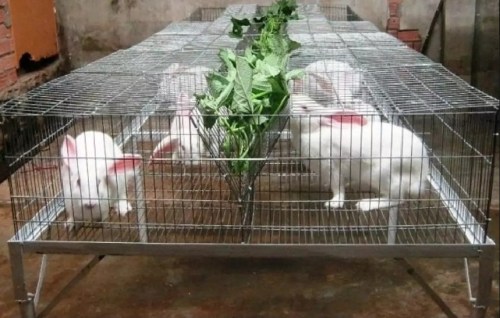 Lồng nuôi thỏ công nghiệp - Lồng Nuôi Công Nghiệp Tự Nam Phú - Công Ty Lồng Nuôi Công Nghiệp Tự Nam Phú